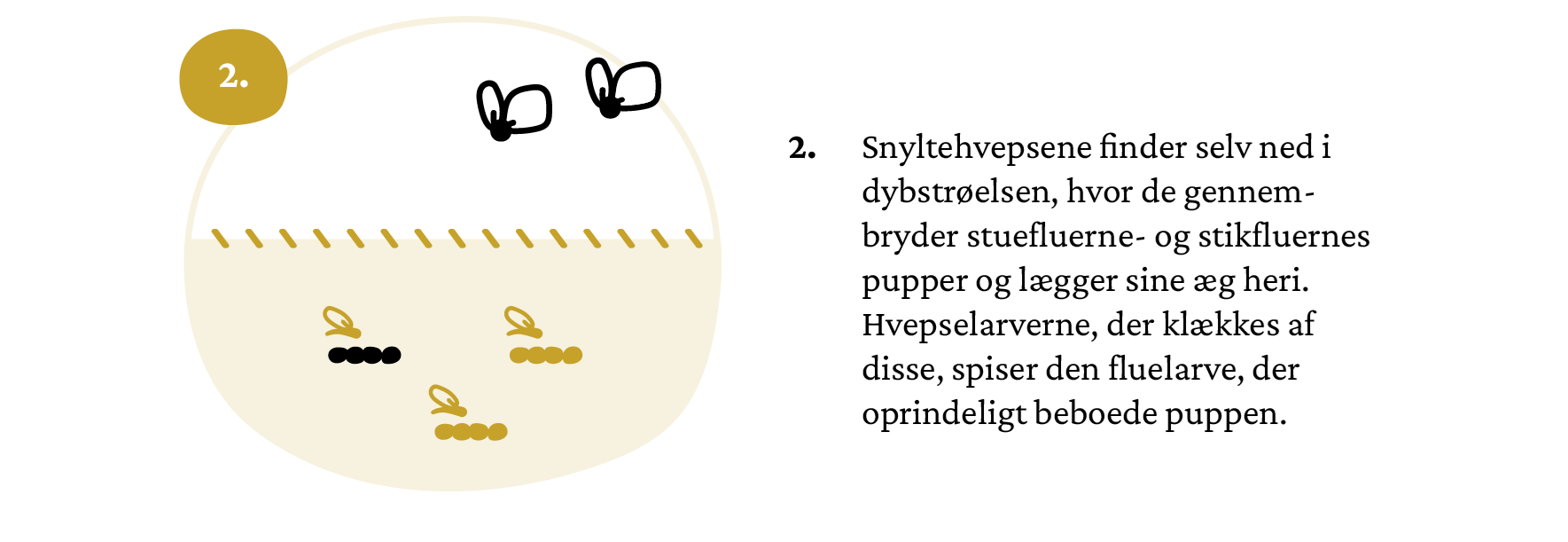 infografik_elementer_snyltehvepsen-04crop