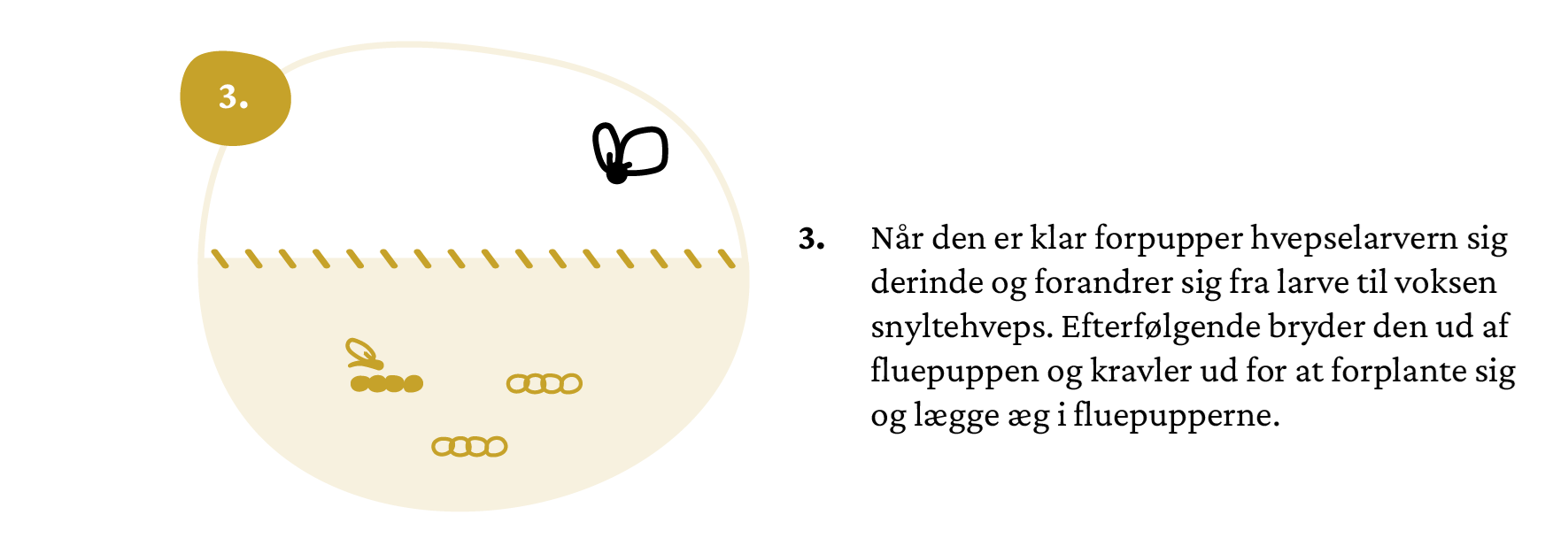 infografik_elementer_snyltehvepsen-05crop2