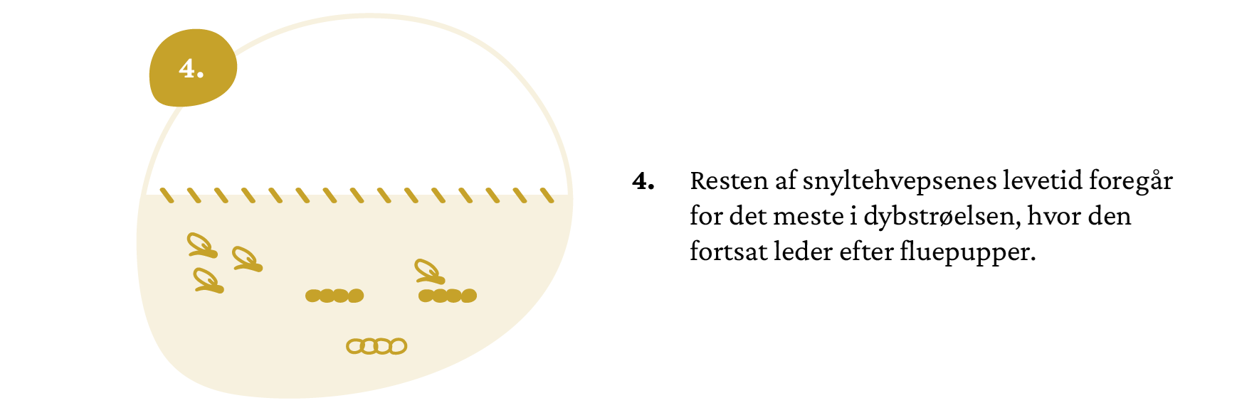 infografik_elementer_snyltehvepsen-06crop2